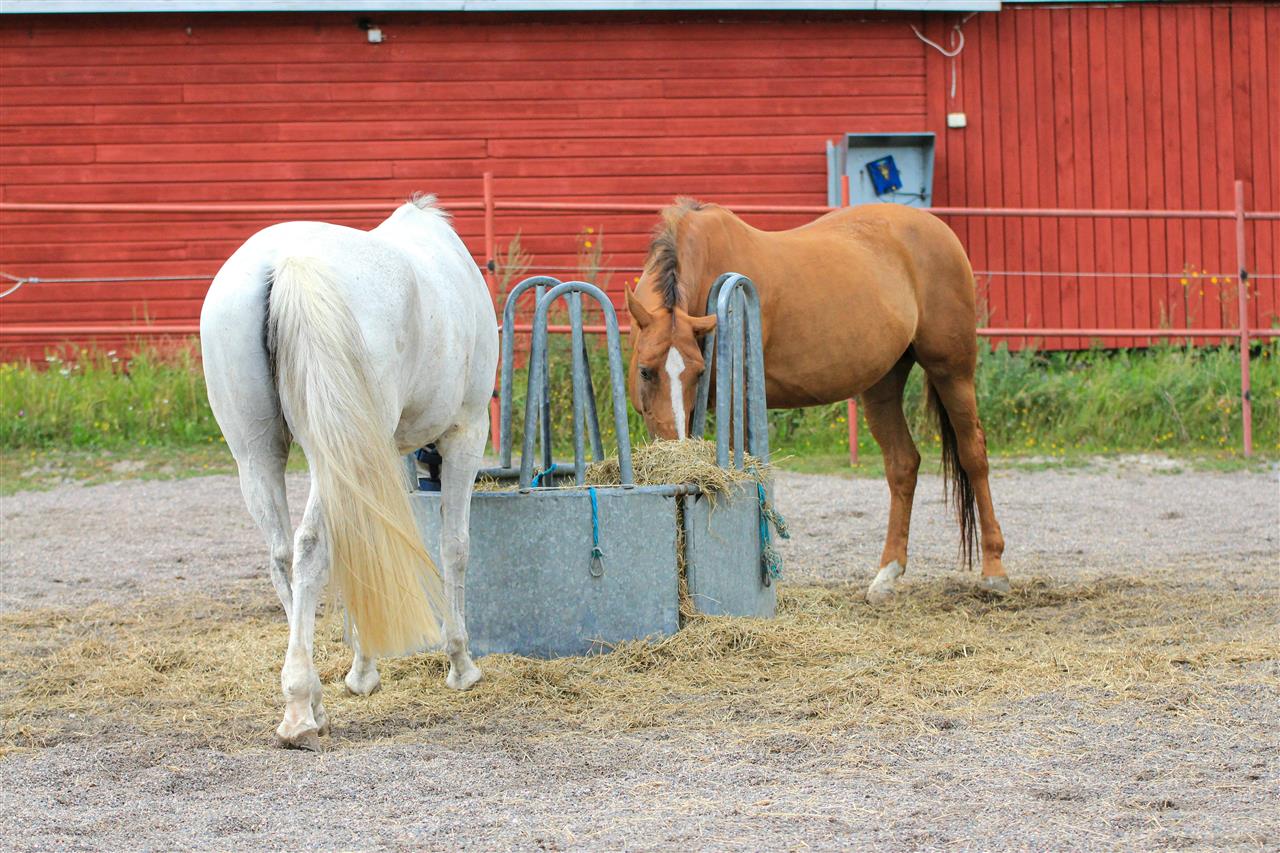 Senior foder hest - alt du behøver at vide